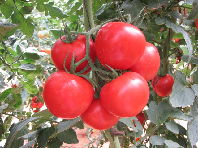 Indeterminate Round tomato 850-347 p1